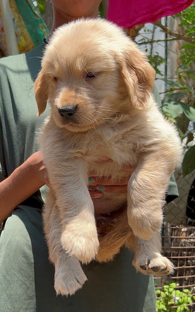 Order Female  Golden Retriever Puppy from Kolkata